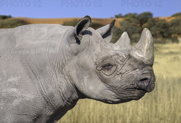 Eastern black rhinoceros, East African black rhinoceros, eastern hook-lipped rhinoceros (Diceros