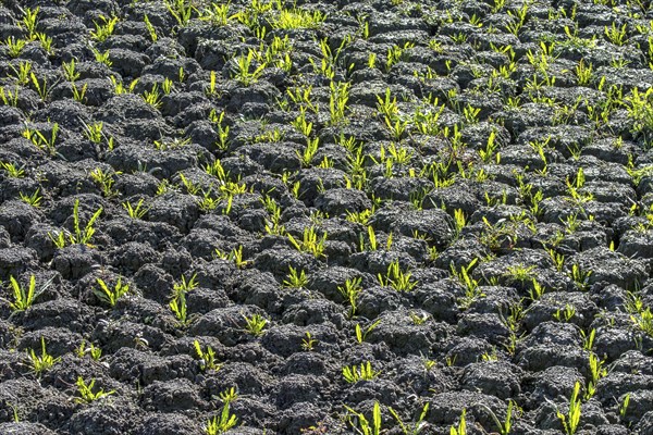 New shoots of plants in dry cracked mud in dried up lake bed caused by prolonged drought in summer