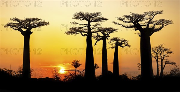 Avenue of the Baobabs, Grandidier's baobab trees silhouetted against orange sunset sky, Menabe
