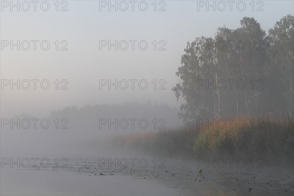 Birch forest near the shore in the fog on the Trebel River, Peene Valley River Landscape nature