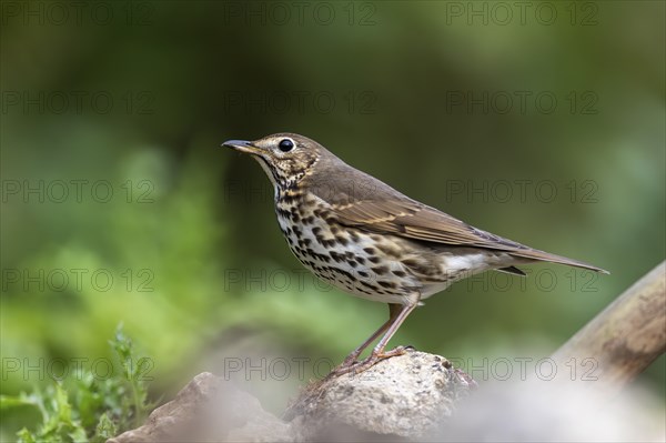 Song thrush (Turdus philomelos) sitting on a stone, wildlife, Germany, Europe