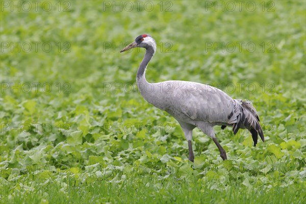 Crane, common crane (Grus grus) standing in a sugar beet field in autumn, Rehdener Geestmoor,