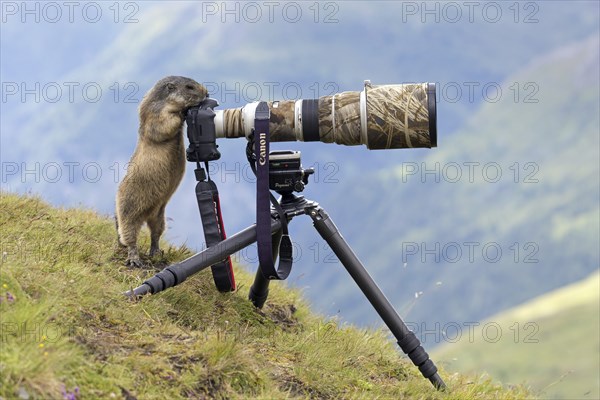 Curious Alpine marmot (Marmota marmota) behind wildlife photographer's Canon camera with large