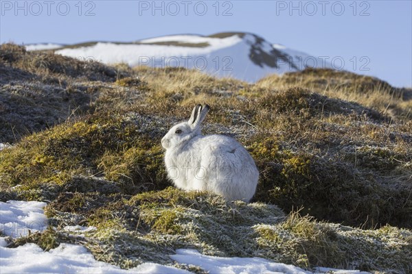 Mountain hare (Lepus timidus), Alpine hare, snow hare in white winter pelage in the Cairngorms