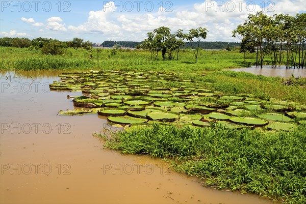 Victoria or Giant lilies (Victoria boliviana) on the Amazon River, Brazil, South America