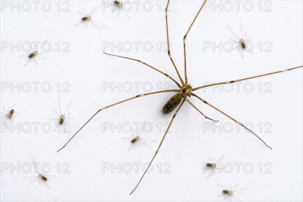 Longbodied cellar spider, skull spider (Pholcus phalangioides) female with spiderlings crawling on