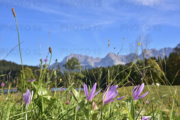 Flowers of the autumn fireweed (Colchicum autumnale) on a mountain meadow at Geroldsee in