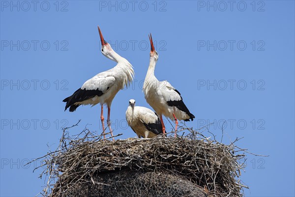 White storks (Ciconia ciconia), adult birds Welcoming ceremony on the nest with young bird,