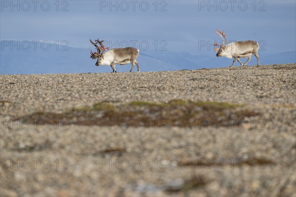 Svalbard reindeers (Rangifer tarandus platyrhynchus), male, bull with blood-red velvet antlers,