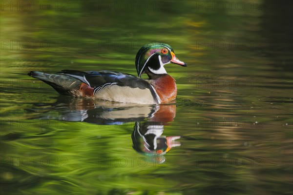 Wood duck (Aix sponsa), Germany, Europe