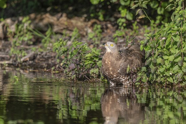 European Honey Buzzard (Pernis apivorus) drinking in a pond during a heat wave. Bas-Rhin,