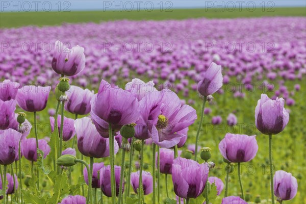 Poppy cultivation in Saxony