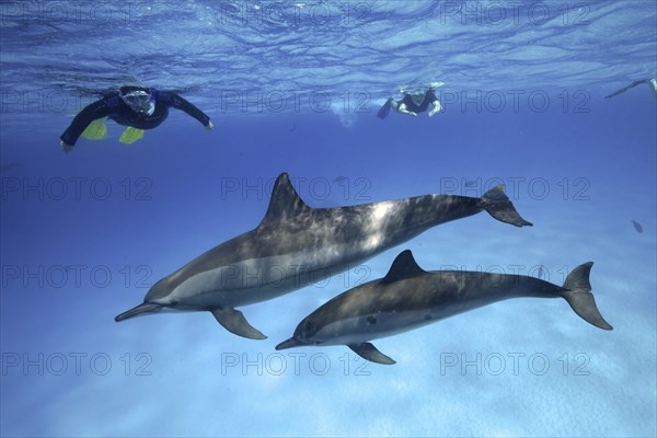 Snorkeler watching 2 specimens, mother with young, of spinner dolphin (Stenella longirostris),
