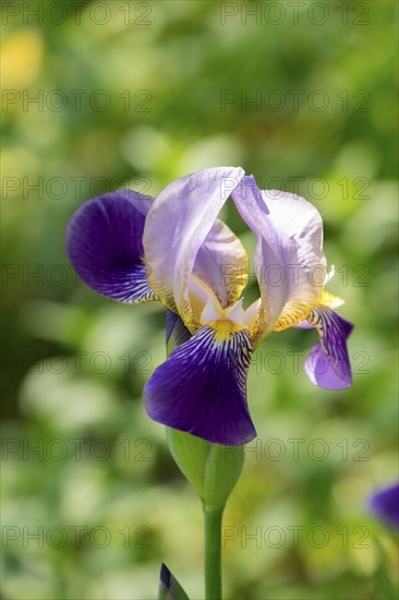 German iris (Iris xgermanica), North Rhine-Westphalia