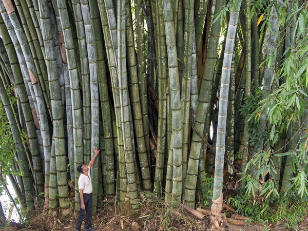 Giant bamboo (Dendrocalamus giganteus), Kandy Botanical Gardens, Sri Lanka, Asia