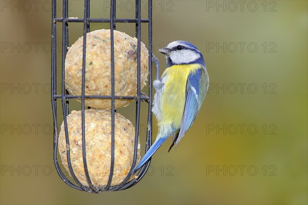Blue tit (Cyanistes caeruleus) wildlife, at the tit dumpling at the winter feeding, animals, birds,