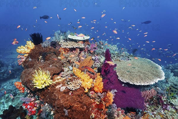 Coral reef, reef top, with various soft corals (Alcyonacea), hard corals (Hexacorallia), sponges