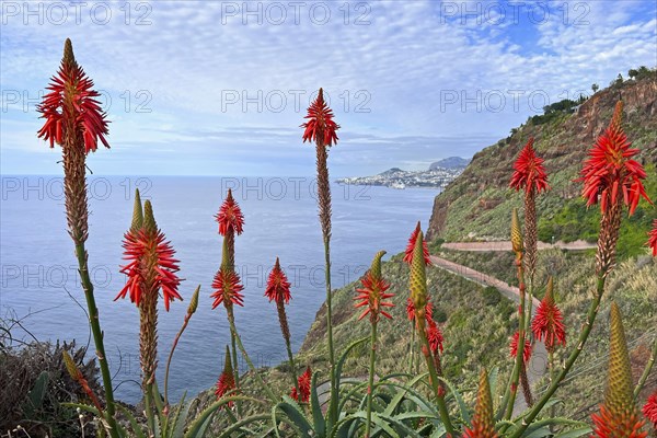 Cristo Rei do Garajau, Cristo Rei viewpoint, natural beauty, orange flowering aloe vera plant with