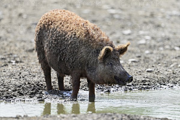 Woolly pig or Mangalica pig, Hungary, Europe