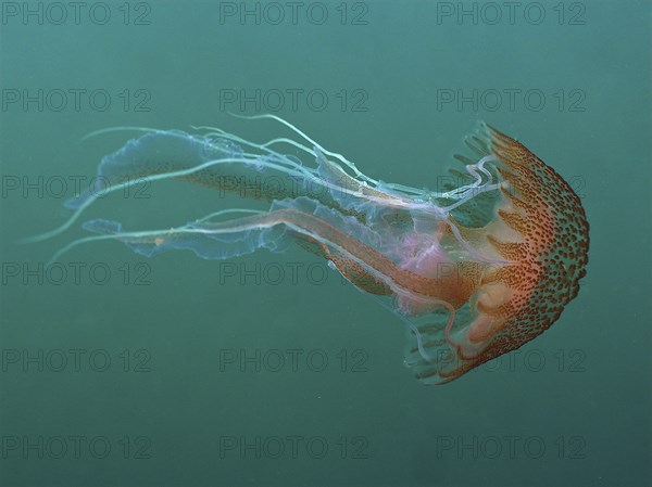 Mauve stinger (Pelagia noctiluca), dive site Maharees Islands, Castlegregory, Co. Kerry, Irish Sea,