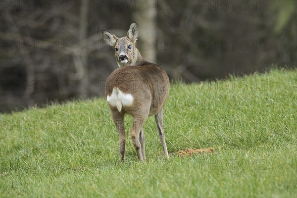 European roe deer (Capreolus capreolus) in winter coat and eye injury secured in the meadow,