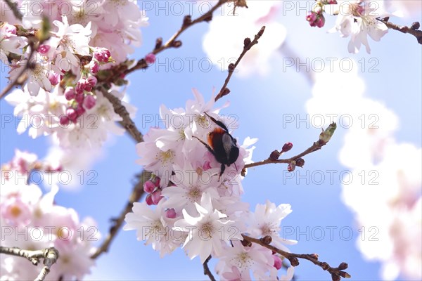Blossom of the Higan cherry, Bumblebee, March, Germany, Europe