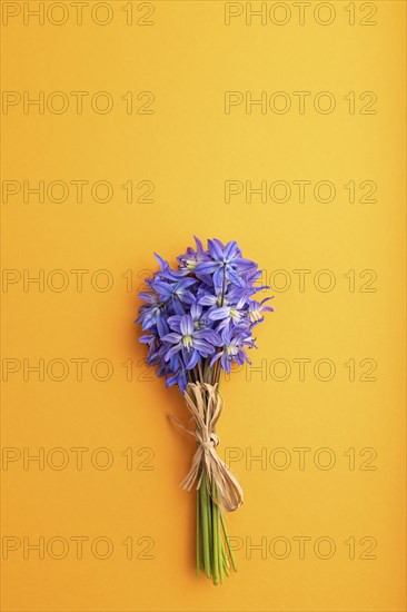 Spring snowdrop flowers bluebells orange pastel background. top view, flat lay, copy space, still