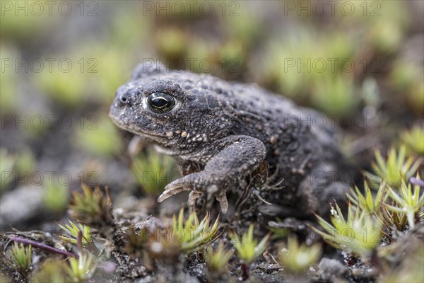 Natterjack toad (Bufo calamita), Emsland, Lower Saxony, Germany, Europe