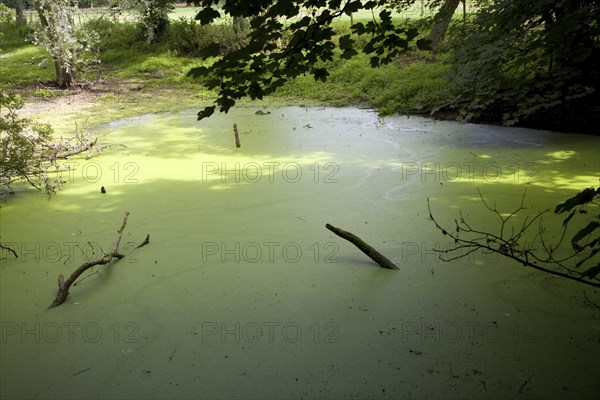 Eutrophication of pond as a result of run off of nitrate fertiliser from the surrounding fields,