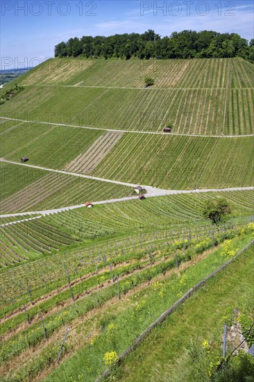 Vineyards at the Weibertreu castle ruins, Weinsberg, Neckargemünd, Baden-Württemberg, Germany,