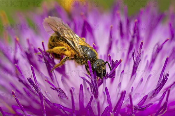 Close-up of a wild bee (Osmia bicolor) collecting pollen on a purple blossom of carduus marianus