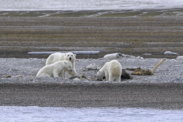 Scavenging polar bears (Ursus maritimus) mother with two cubs feeding on carcass of stranded dead