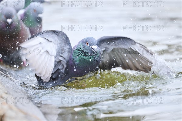 Feral pigeons (Columba livia domestica) taking a bath in the water at the shore of a little pont,