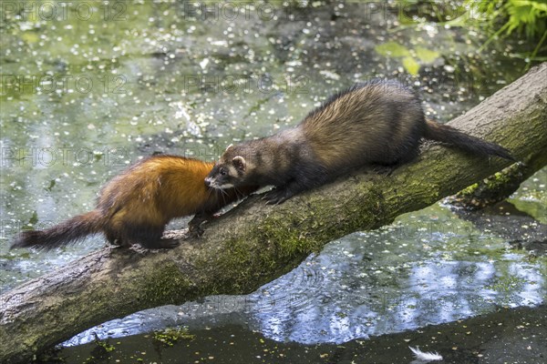 Two European polecats (Mustela putorius) male and female crossing water of pond, stream over fallen