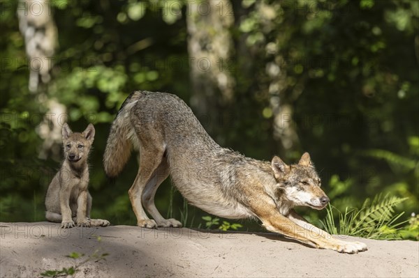 European gray wolf (Canis lupus) alpha wolf with pup, Germany, Europe