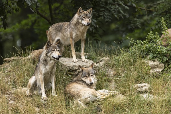 Algonquin wolf (Canis lupus lycaon), wolf, American wolf, wolf pack on a hill, Germany, Europe