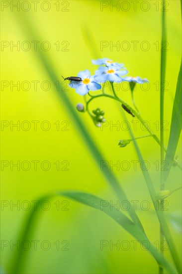 Close-up, swamp forget-me-not (Myosotis scorpioides), dark fly beetle (Cantharis obscura), sitting
