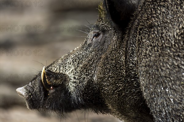 Wild boar (Sus scrofa) Boar, animal portrait, Germany, Europe