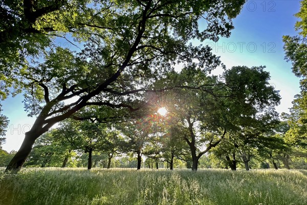 Floodplain forest, sunrise in summer, old oaks, solitary oaks, Middle Elbe Biosphere Reserve,