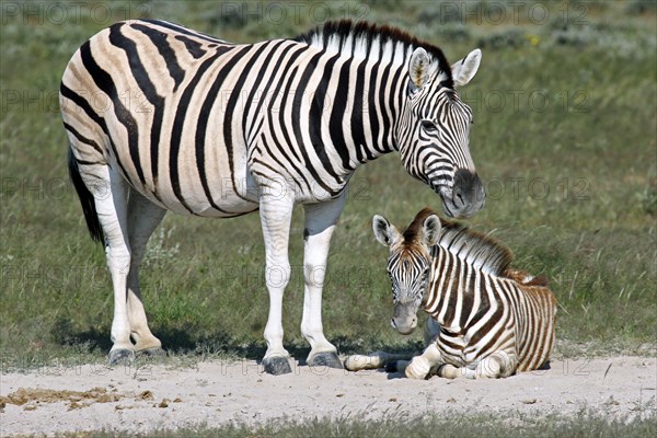 Burchell's zebra (Equus quagga burchellii) with foal, Etosha National Park, Namibia, South Africa,