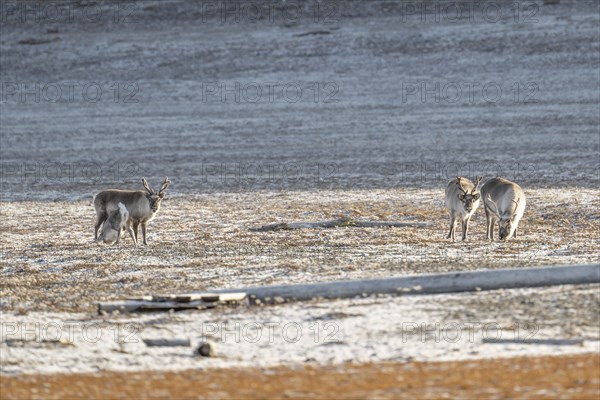 Four svalbard reindeers (Rangifer tarandus platyrhynchus), tundra, autumn, Kapp Wijk, Svalbard,