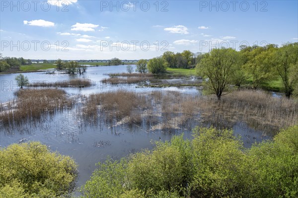 Elbe meadows, floodplain landscape, UNESCO Biosphere Reserve River Landscape ELBE,