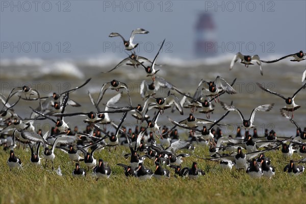 Eurasian oystercatcher (Haematopus ostralegus), resting flock landing in the salt marsh, migration