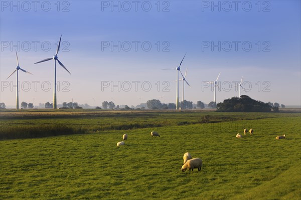 Sheep in the marshland with wind turbines, Pilsum, Krummhörn, East Frisia, Lower Saxony, North Sea,