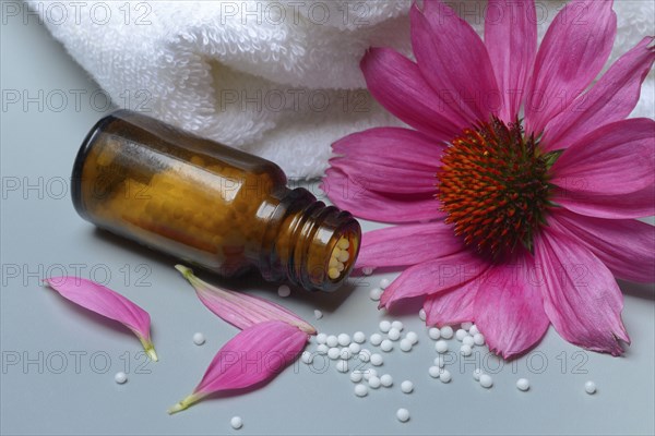Globules, scattering globules and coneflower (echinacea)