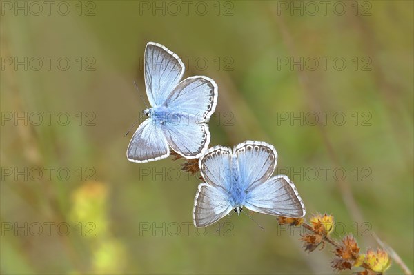 Chalkhill blues (Lysandra coridon) Other animals, Insects, Butterflies, Animals, Bad Neustadt an