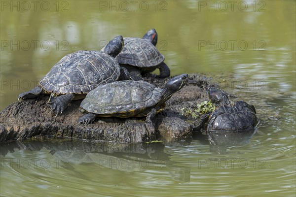 Red-eared terrapins (Trachemys scripta elegans) and yellow-bellied sliders basking in the sun on