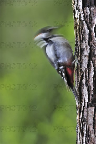 Great Spotted Woodpecker (Dendrocopos major), Greater Spotted Woodpecker male drumming on tree