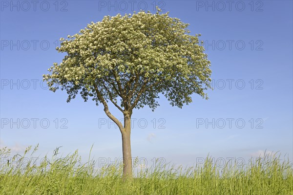 Deciduous tree, rowan (Sorbus aria), solitary tree in bloom, blue sky, North Rhine-Westphalia,