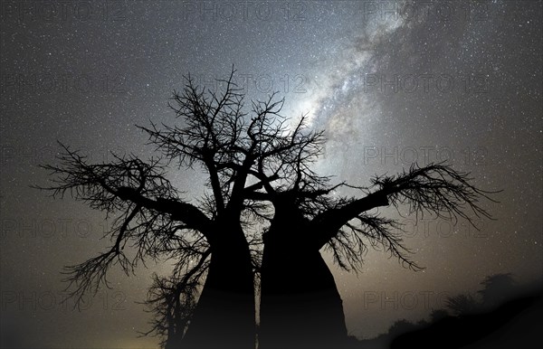 Silhouette of a baobab tree with starry sky and Milky Way, african baobab (Adansonia digitata),